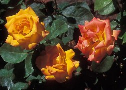 Floribunda rózsa / Animó
